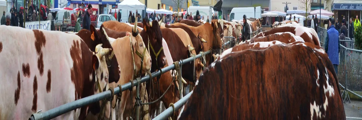 Image Installateur borne de recharge Yvetot